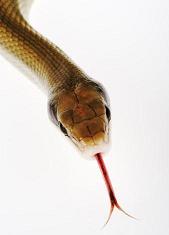 ������ �����